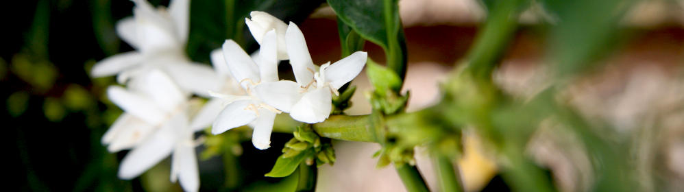 Coffee Flower